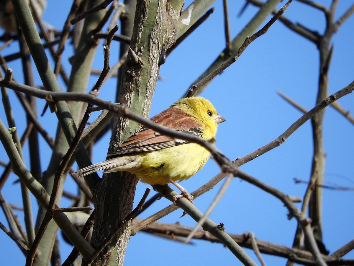 Sudan Golden Sparrow - ML628122360