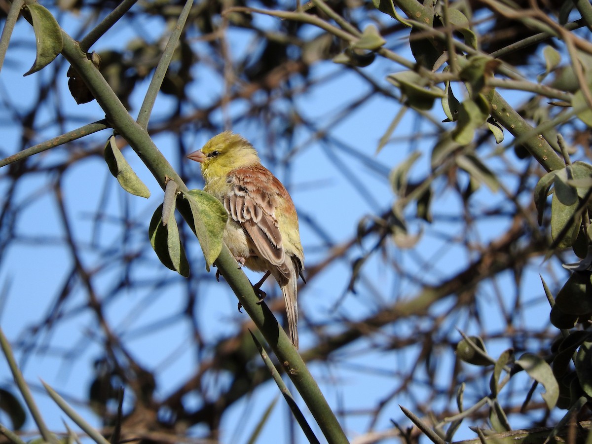 Sudan Golden Sparrow - ML628122361