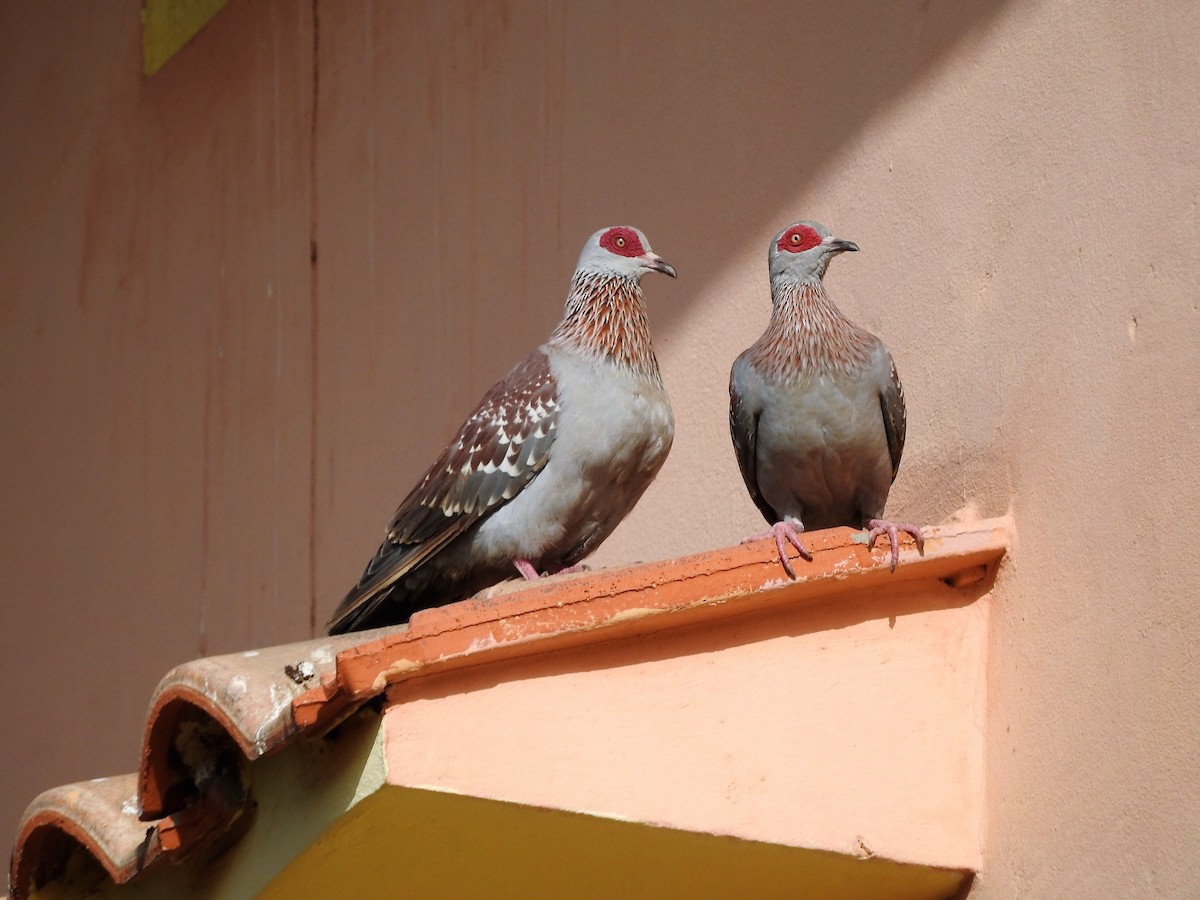 Speckled Pigeon - ML628122368