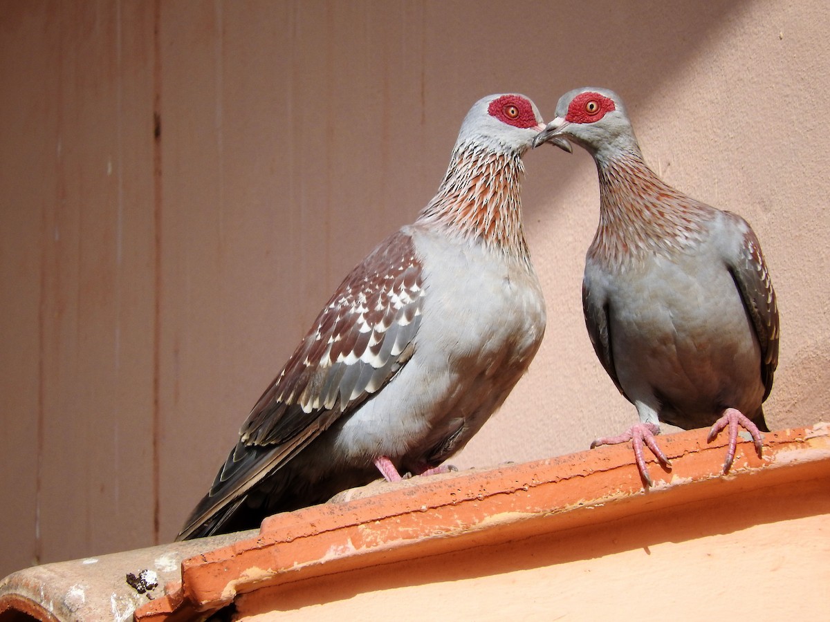 Speckled Pigeon - ML628122369