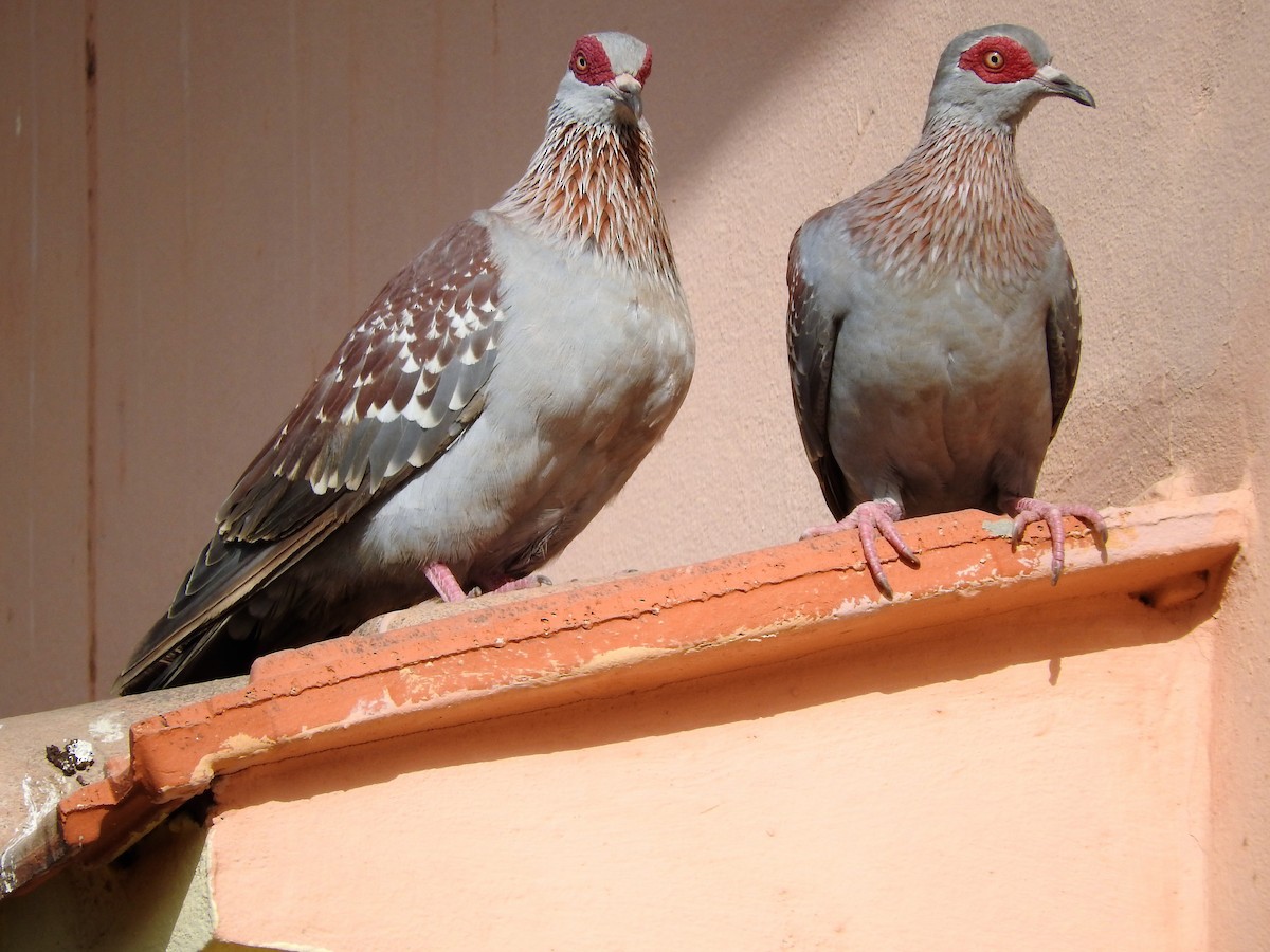 Speckled Pigeon - ML628122370