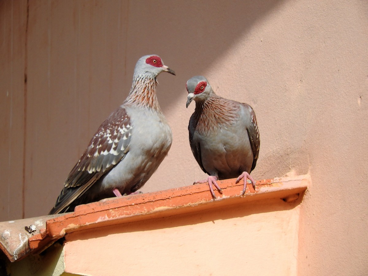 Speckled Pigeon - ML628122371