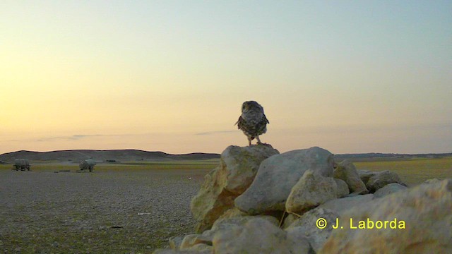 Little Owl - ML628122421