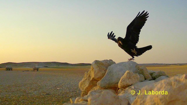 Common Raven - ML628122422