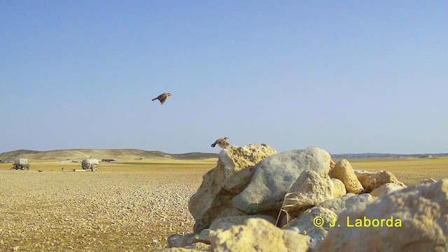 Crested Lark - ML628122424