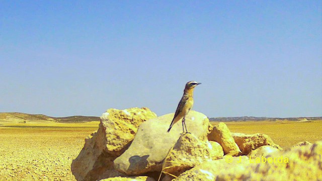 Western Black-eared Wheatear - ML628122426