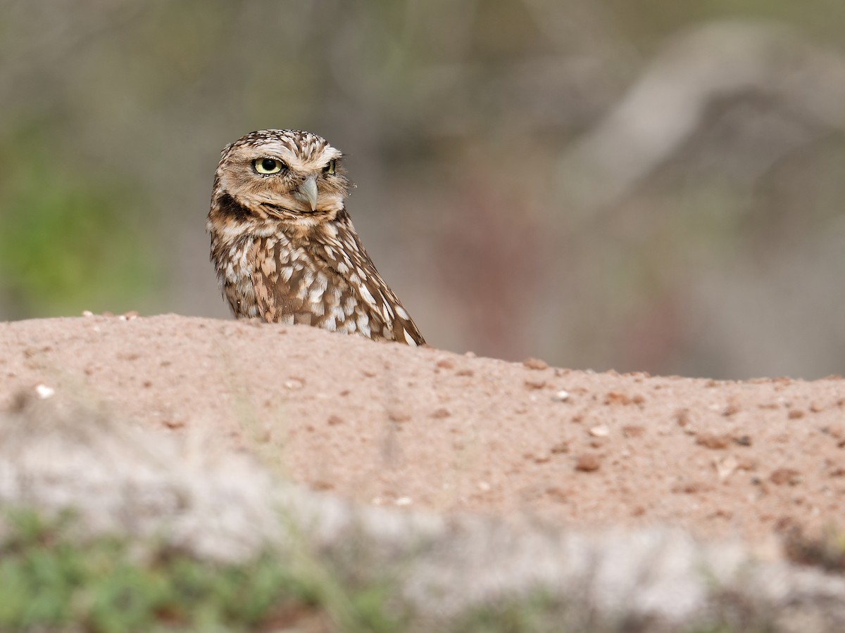 Burrowing Owl - ML628122631