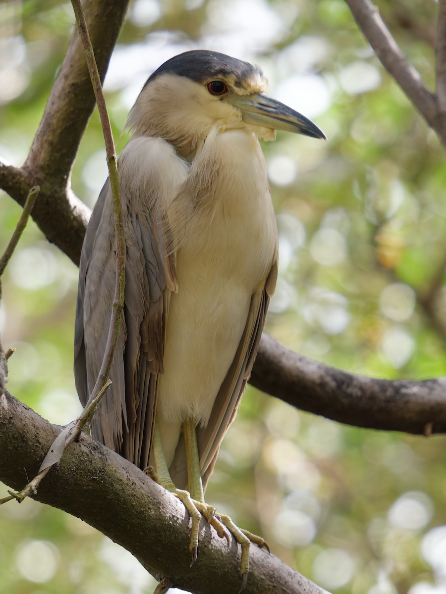 Black-crowned Night Heron - ML628122640
