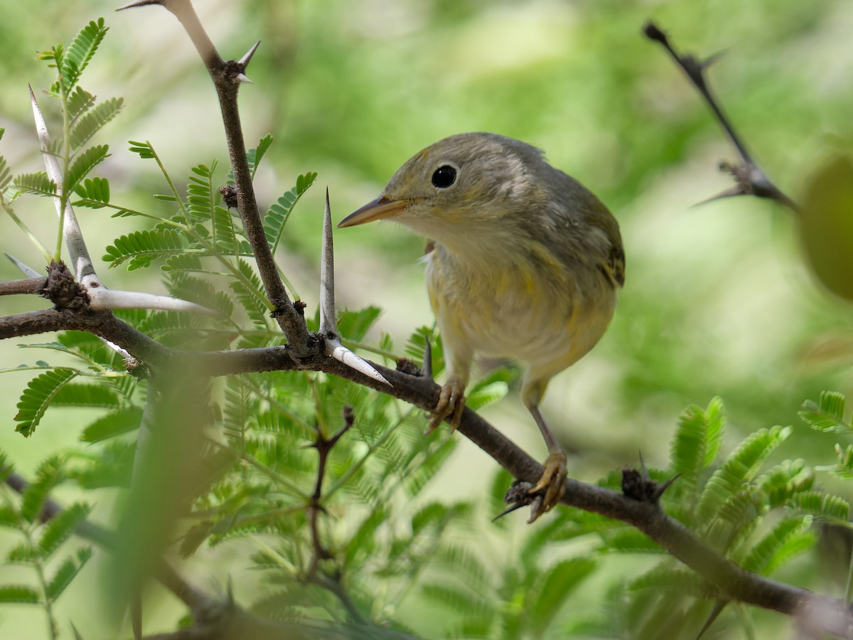 Northern/Mangrove Yellow Warbler - ML628122641