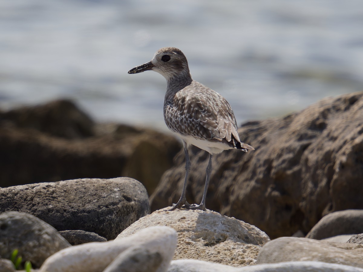 Black-bellied Plover - ML628122651