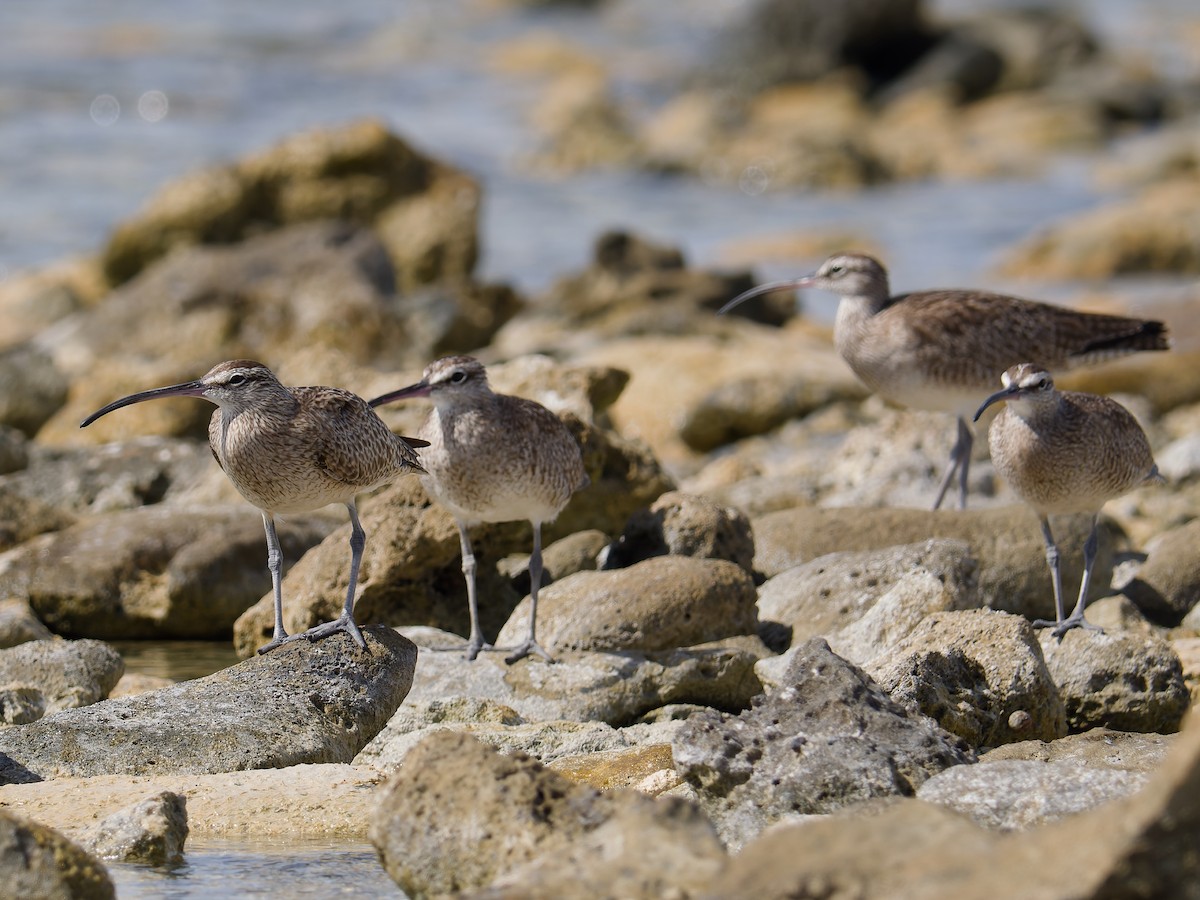 Hudsonian Whimbrel - ML628122656