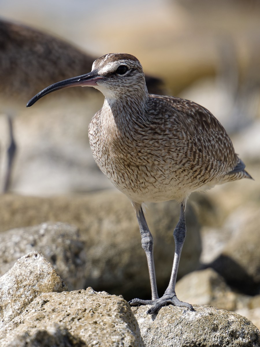 Hudsonian Whimbrel - ML628122657