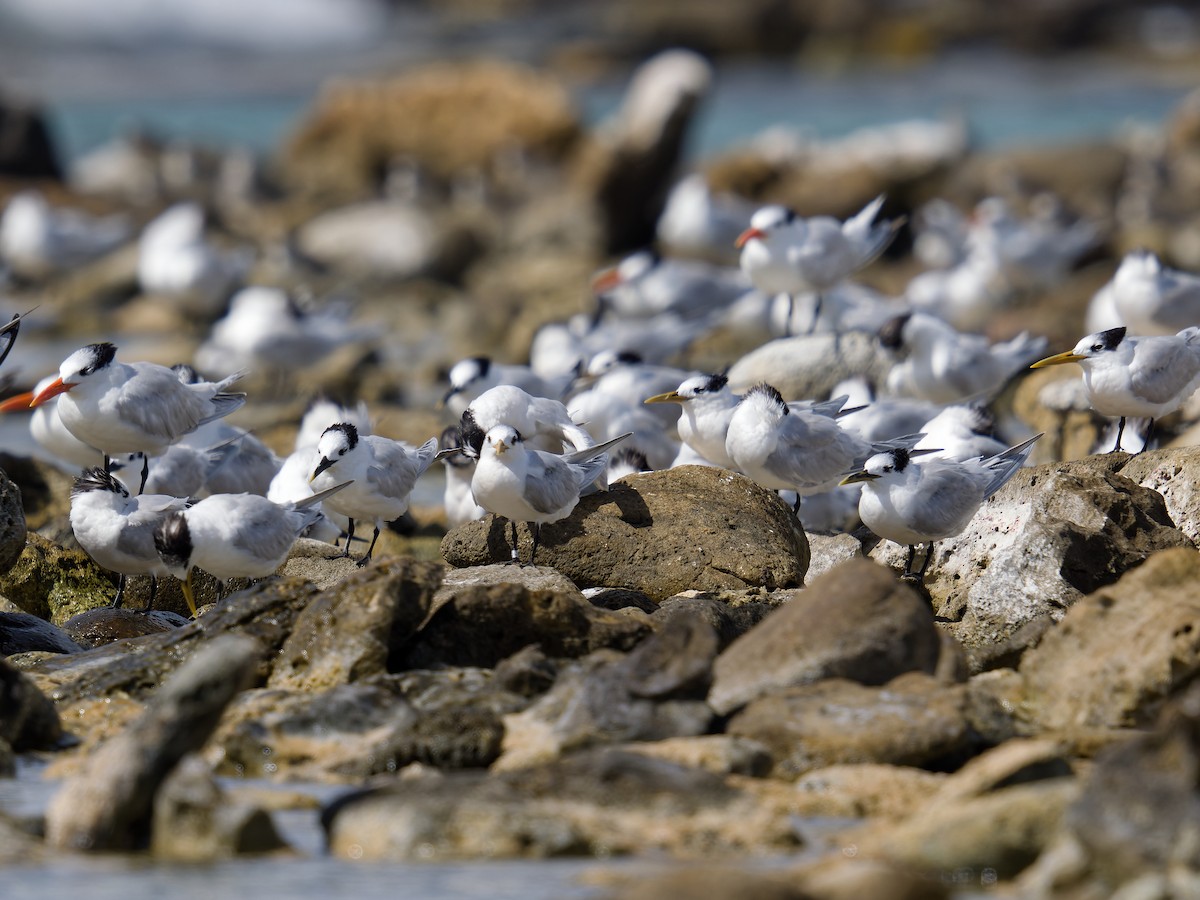 Sandwich Tern (Cayenne) - ML628122672