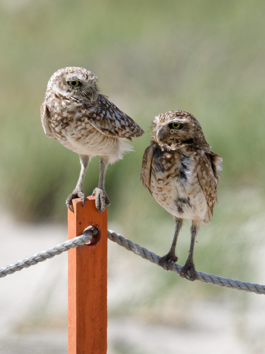 Burrowing Owl - ML628122675