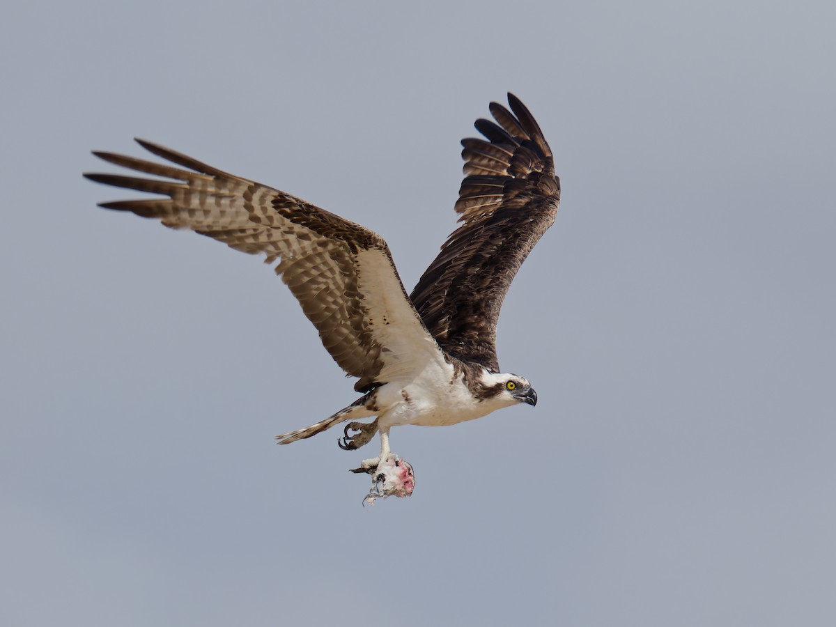 Osprey - ML628122694