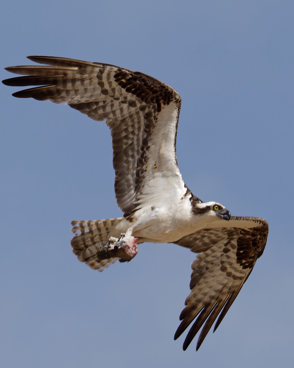 Osprey - ML628122695