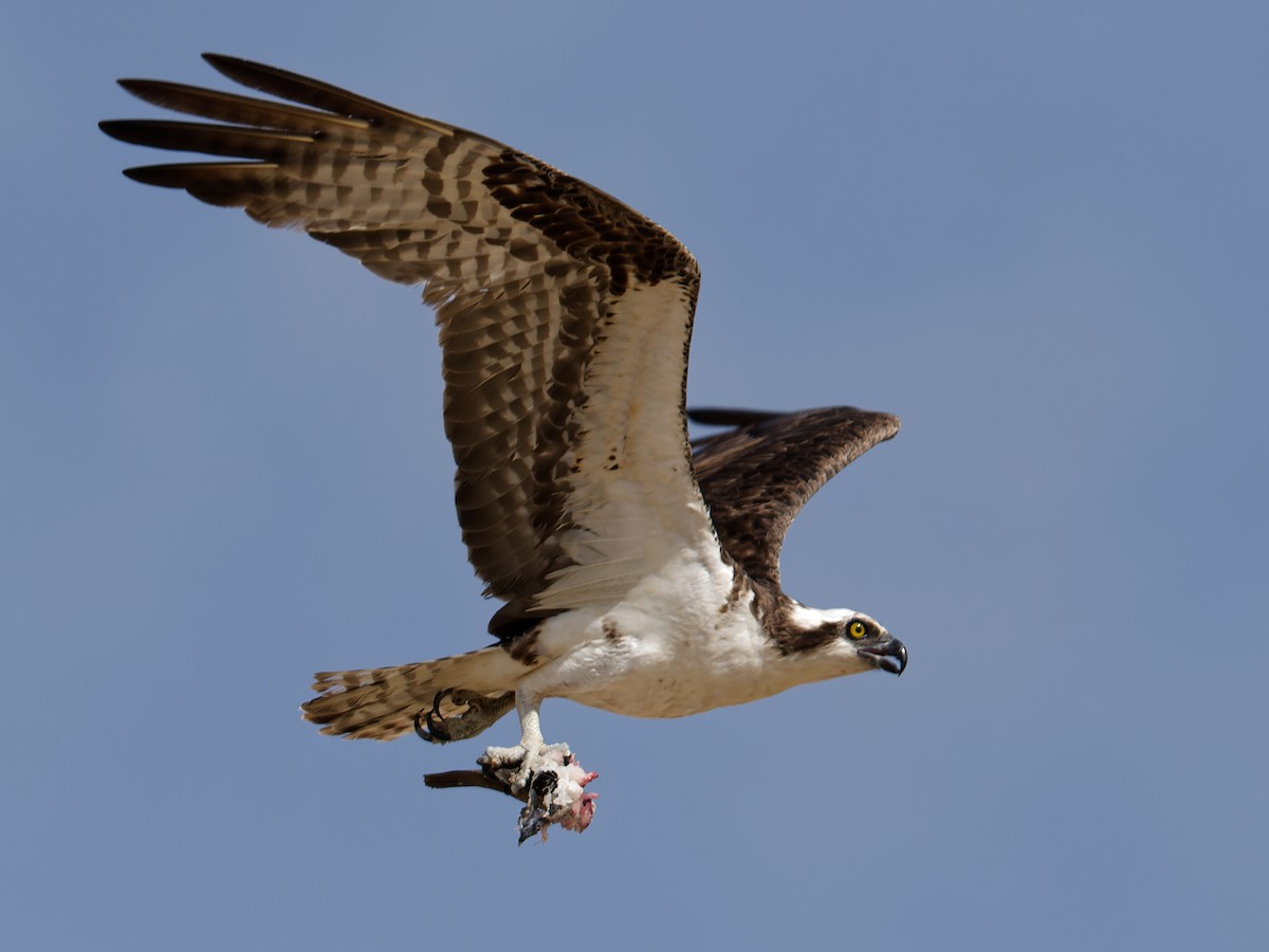 Osprey - ML628122696