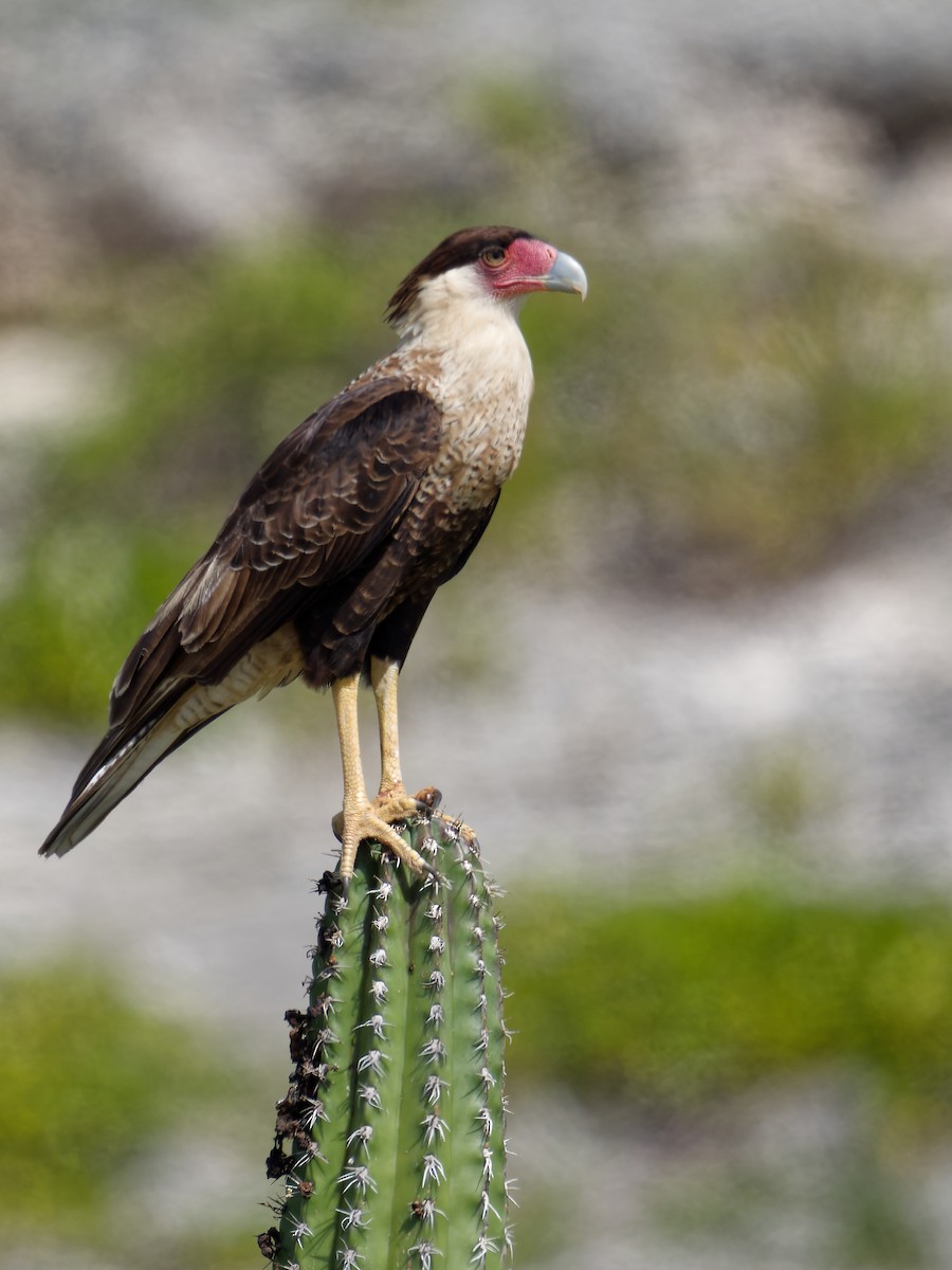 Crested Caracara (Northern) - ML628122697