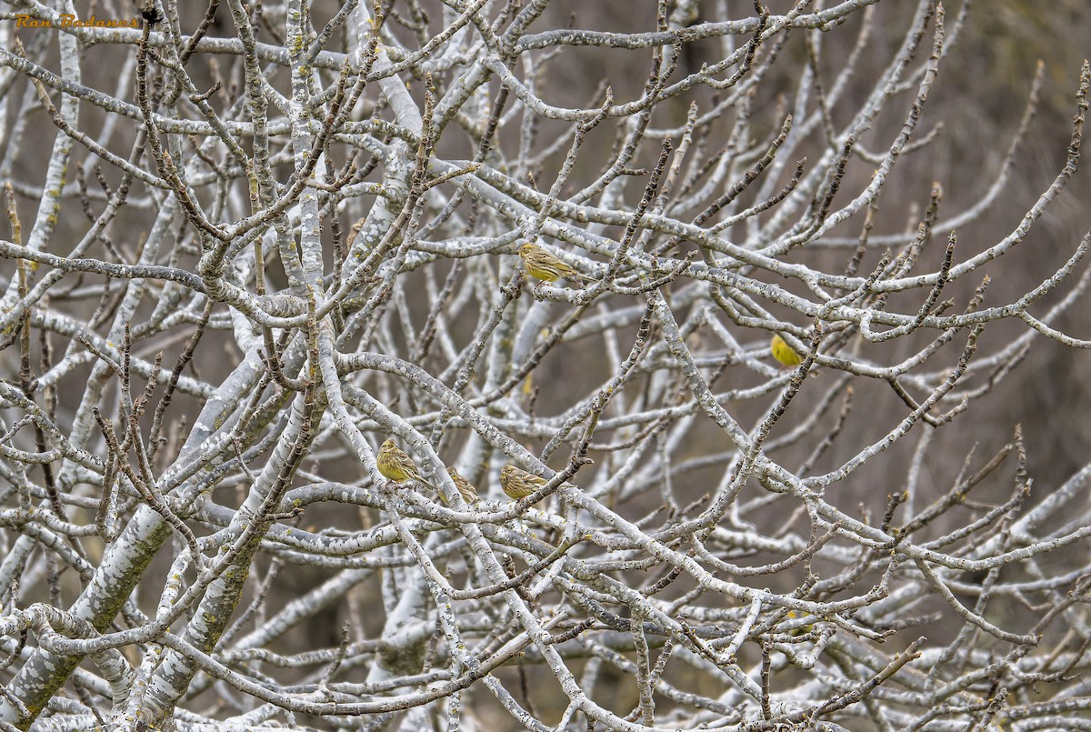 Yellowhammer - ML628122706