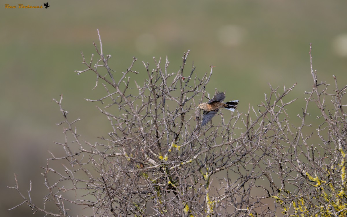 Rock Bunting - ML628122715