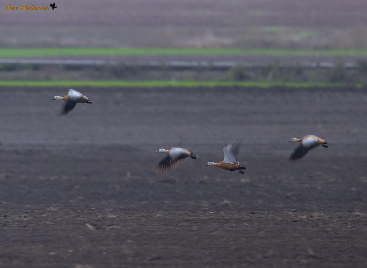 Ruddy Shelduck - ML628122723