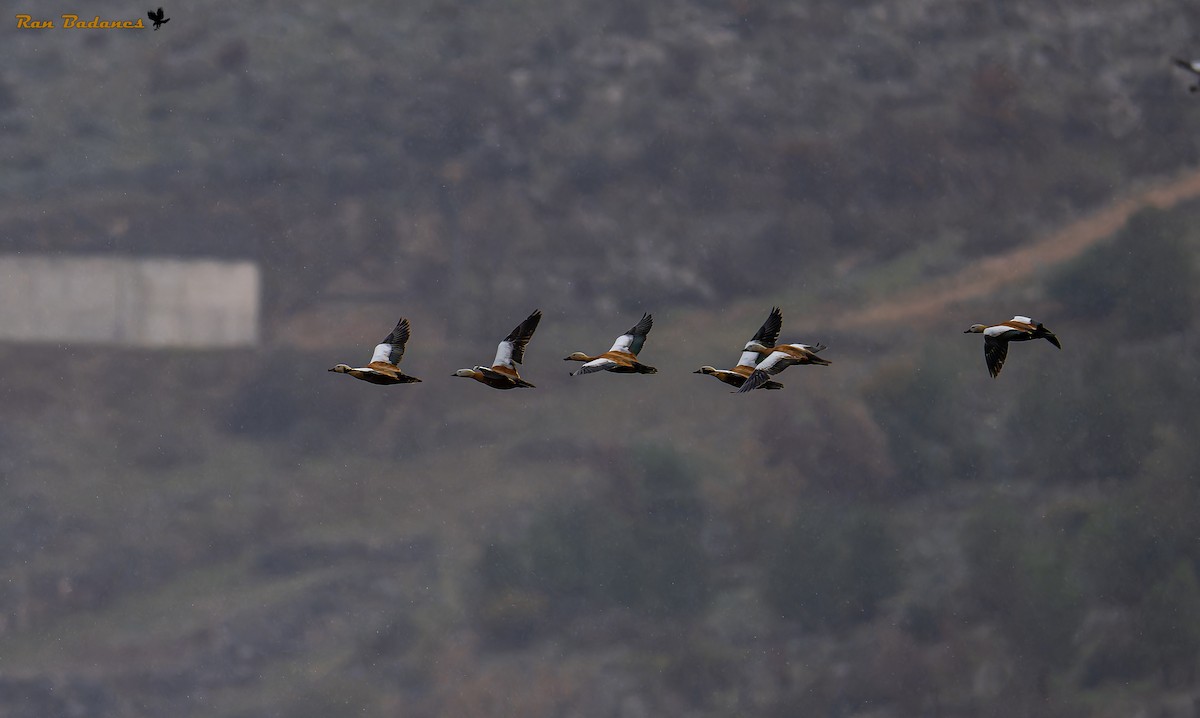 Ruddy Shelduck - ML628122724