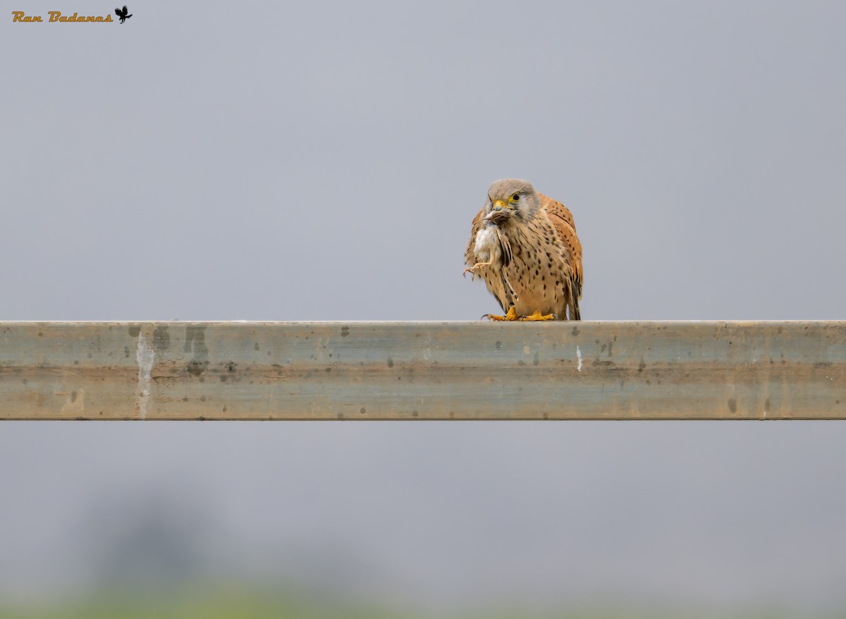 Eurasian Kestrel - ML628122725