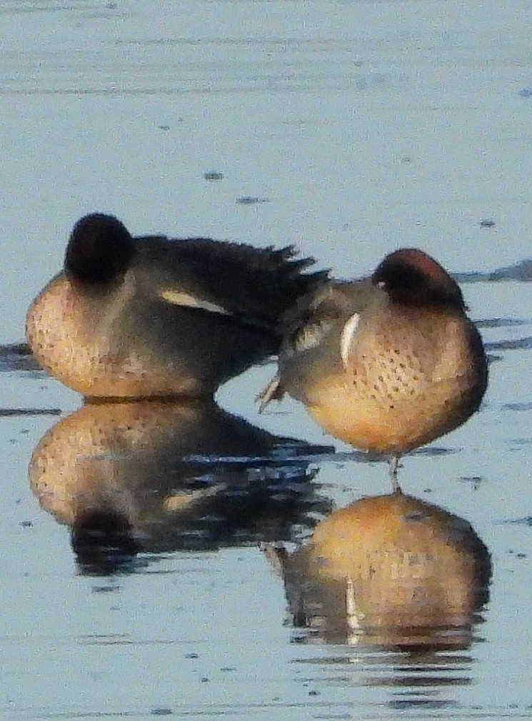 Green-winged Teal (American) - ML628122783
