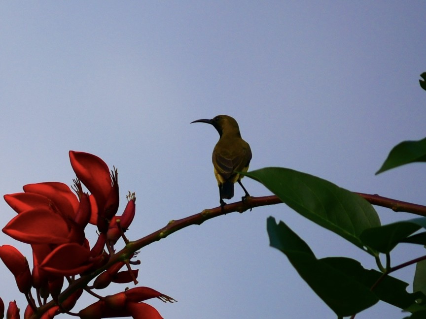 Garden Sunbird - ML628122821