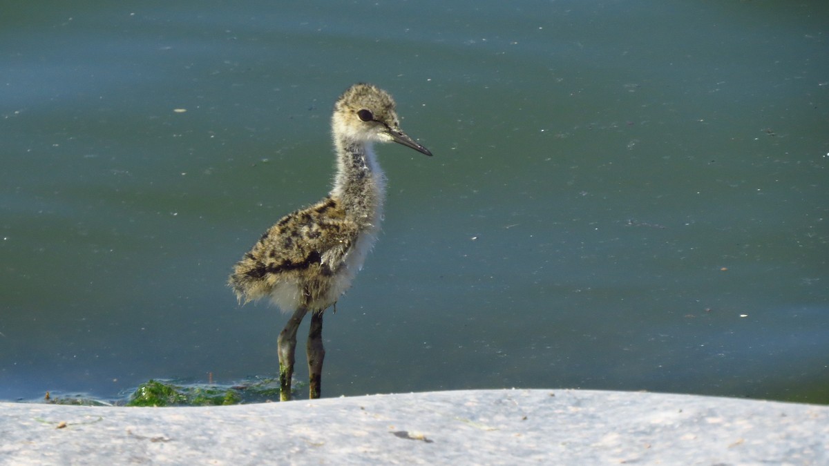 Southern Lapwing - ML628122829