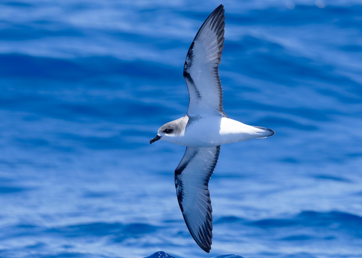 Cook's Petrel - ML628122831