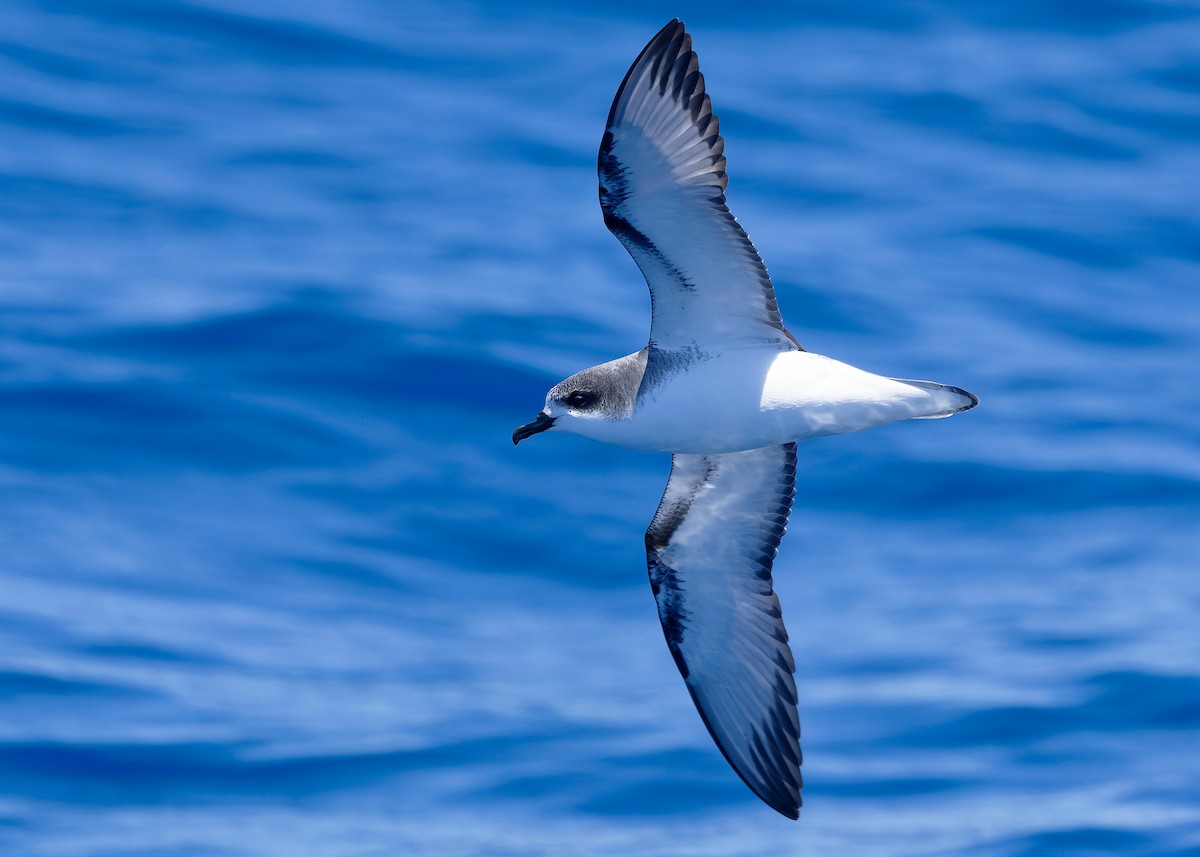 Cook's Petrel - ML628122832