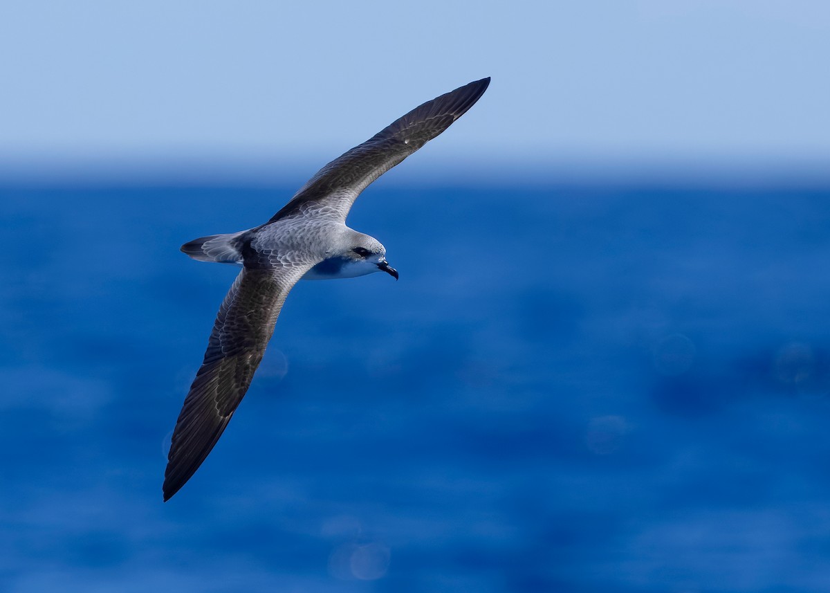 Pycroft's Petrel - ML628122835