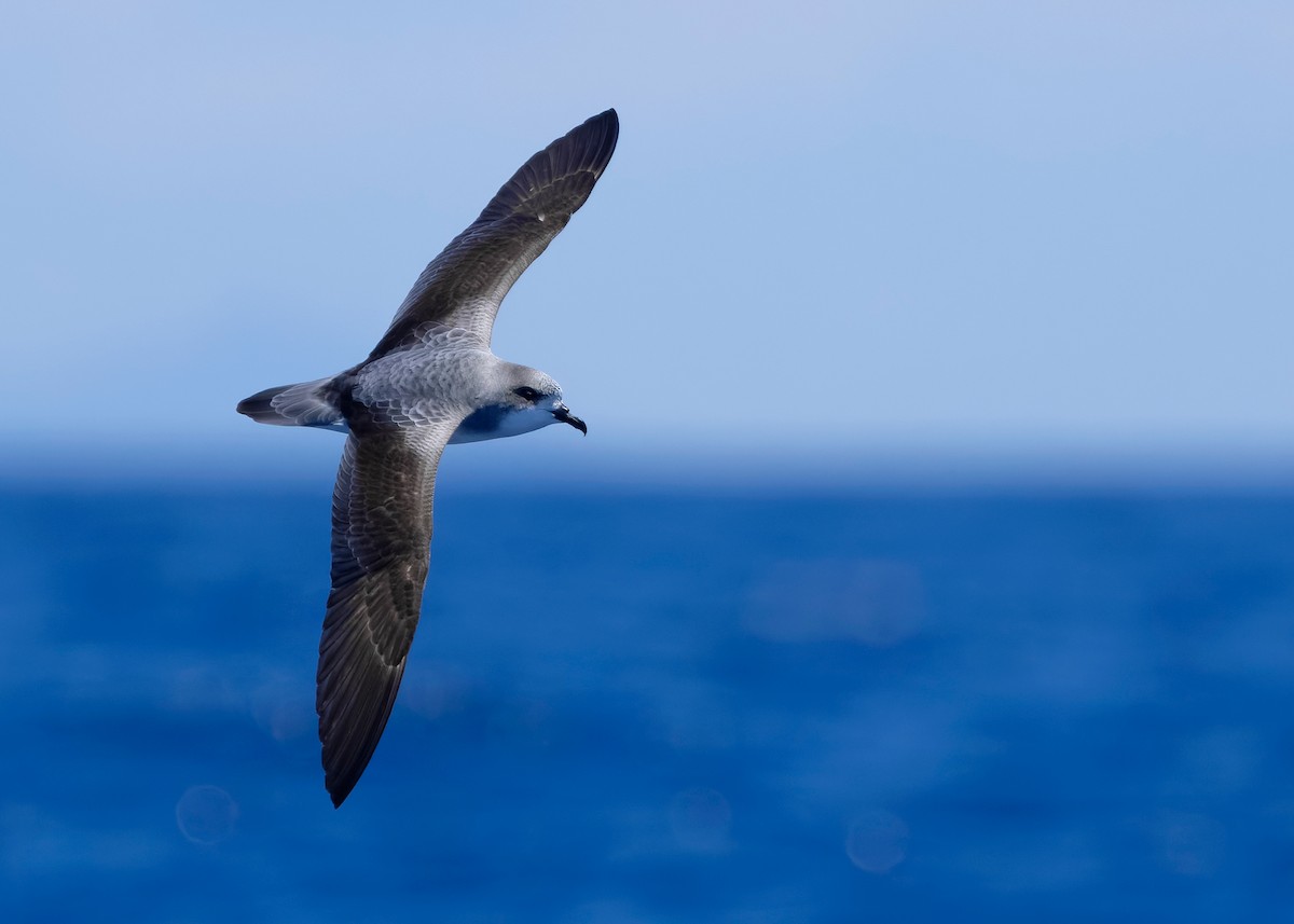 Pycroft's Petrel - ML628122836