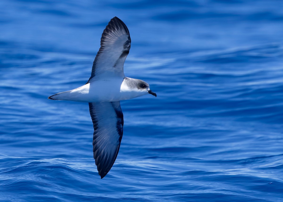 Pycroft's Petrel - ML628122837