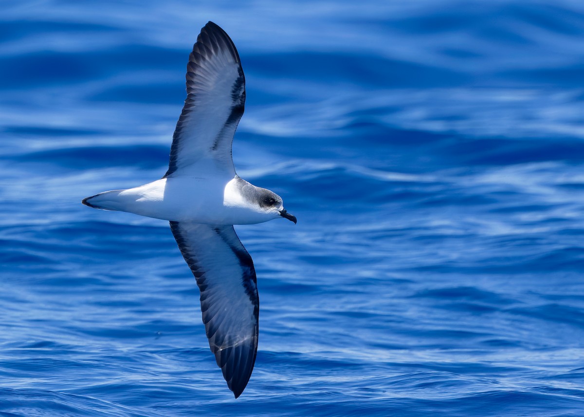 Pycroft's Petrel - ML628122838