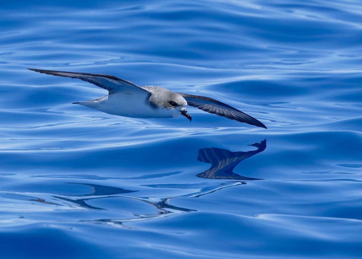 Pycroft's Petrel - ML628122839