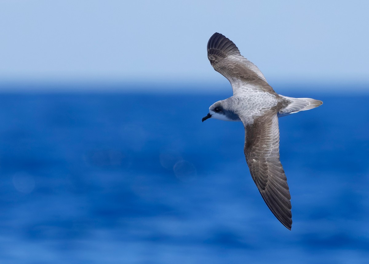 Pycroft's Petrel - ML628122840