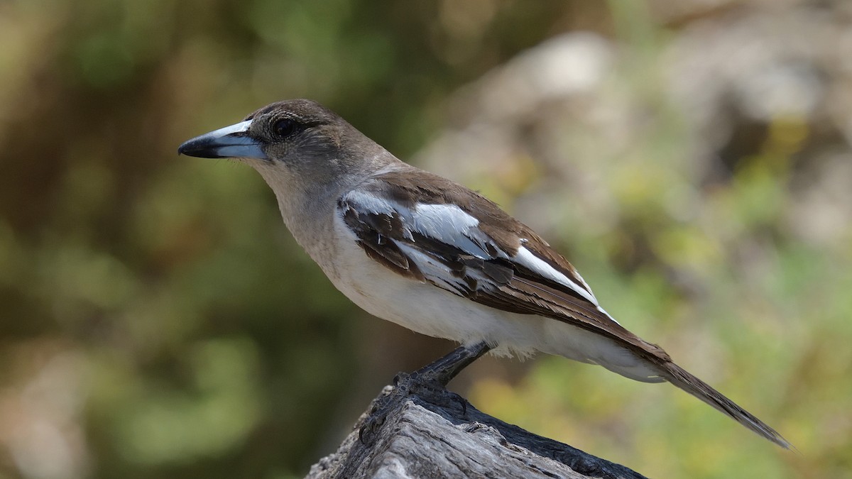 Pied Butcherbird - ML628122849