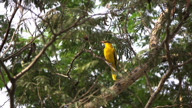 Black-naped Oriole - ML628122899