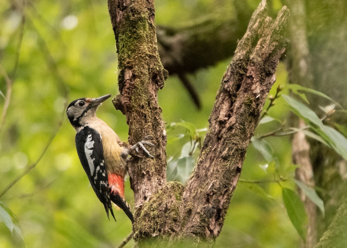 Himalayan Woodpecker - ML628122992