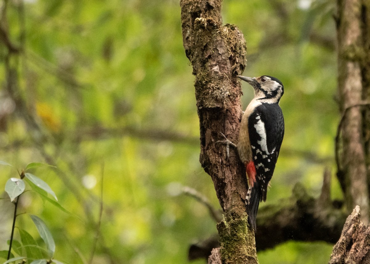 Himalayan Woodpecker - ML628122993