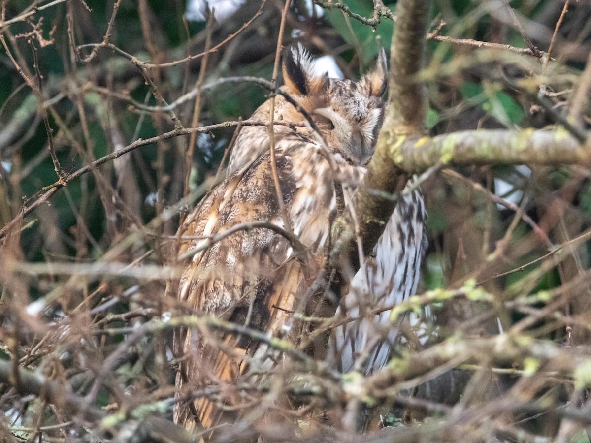 Long-eared Owl - ML628123095