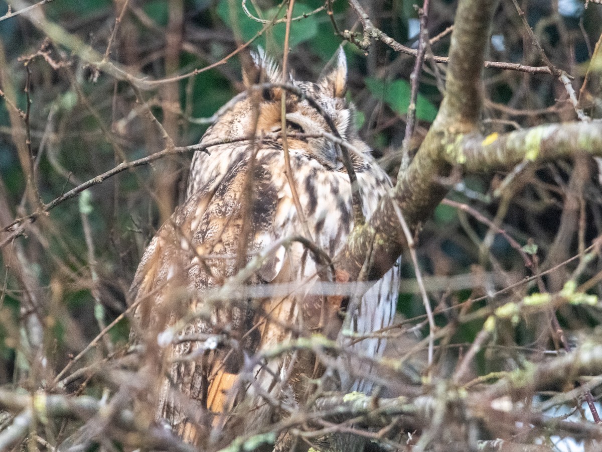 Long-eared Owl - ML628123096