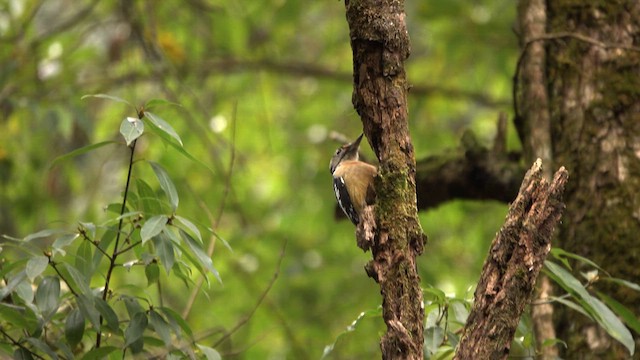 Himalayan Woodpecker - ML628123145