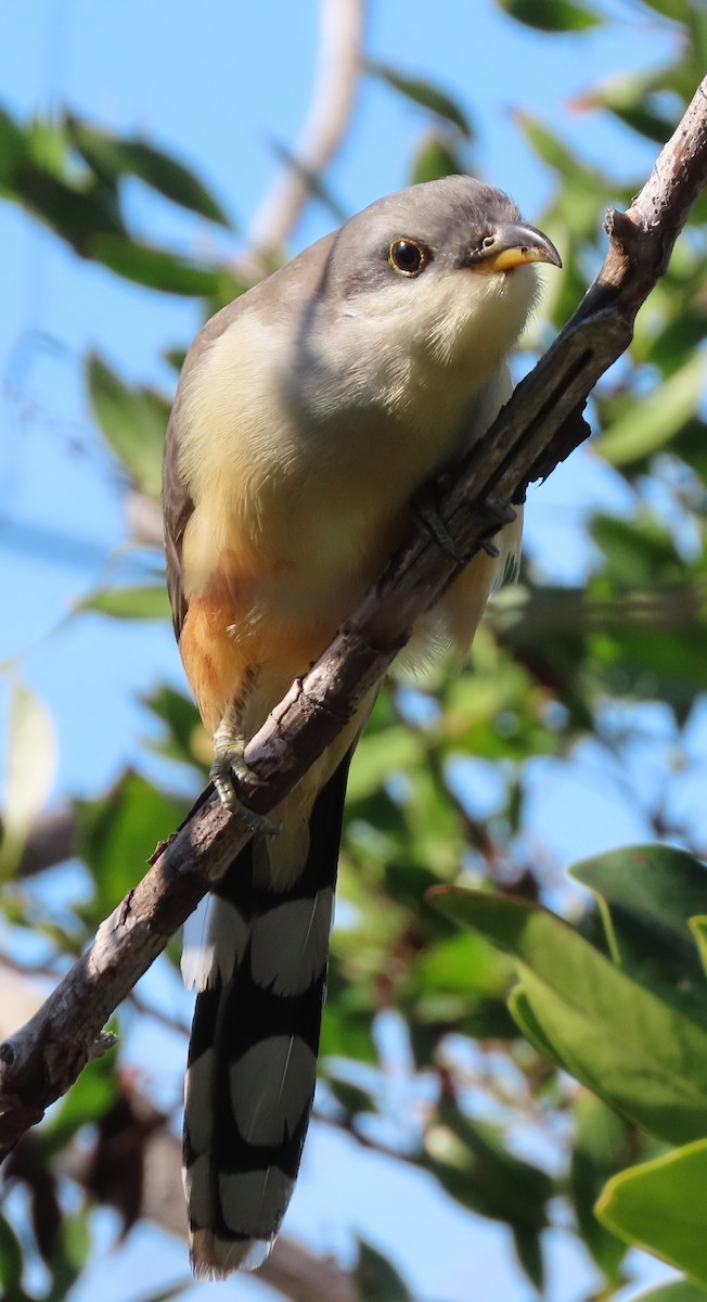 Mangrove Cuckoo - ML628123156