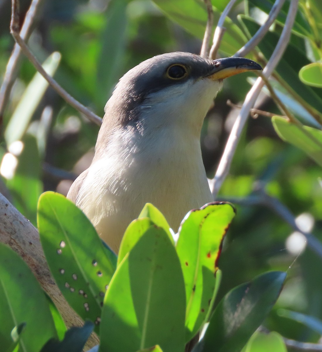 Mangrove Cuckoo - ML628123157