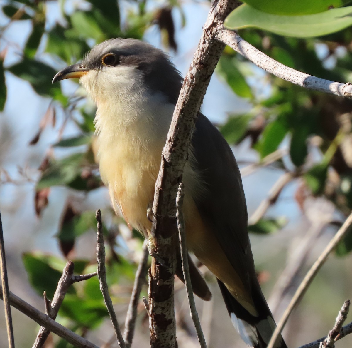 Mangrove Cuckoo - ML628123158