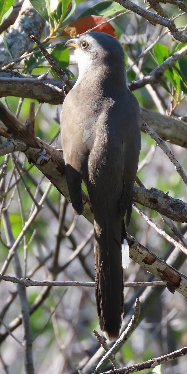 Mangrove Cuckoo - ML628123159