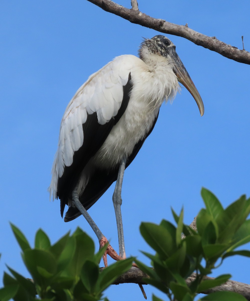 Wood Stork - ML628123164